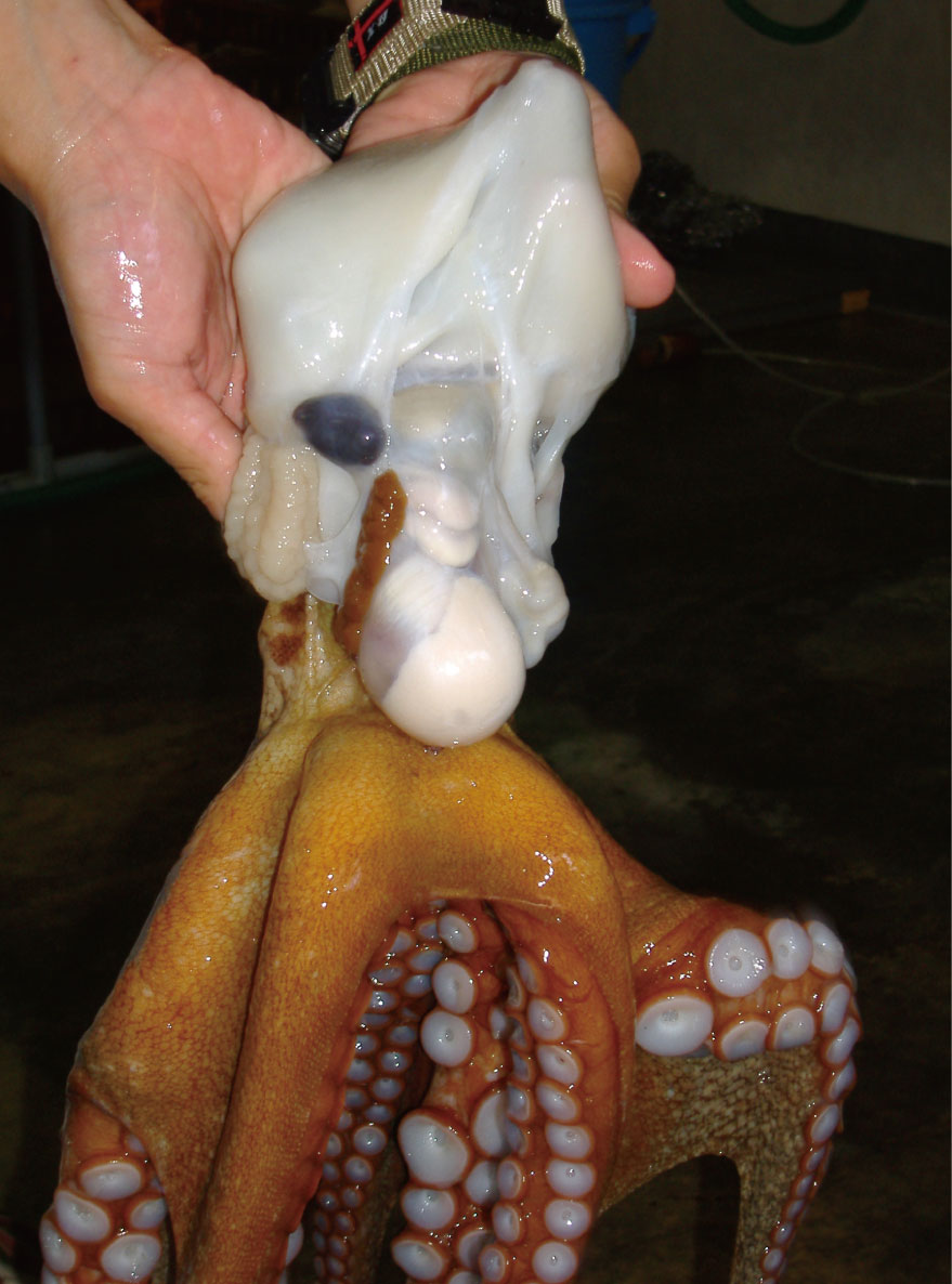 タコページ Amazon | zmart デジタルタコメーター オートバイ エンジン回転数 液晶